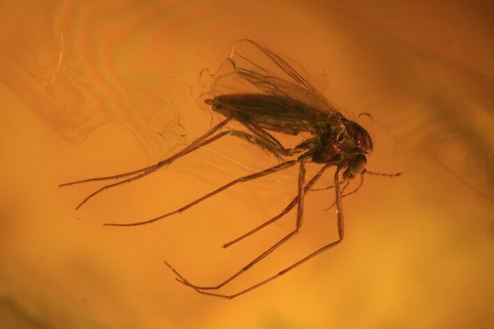 Fossil Fly (Diptera) In Baltic Amber #69290